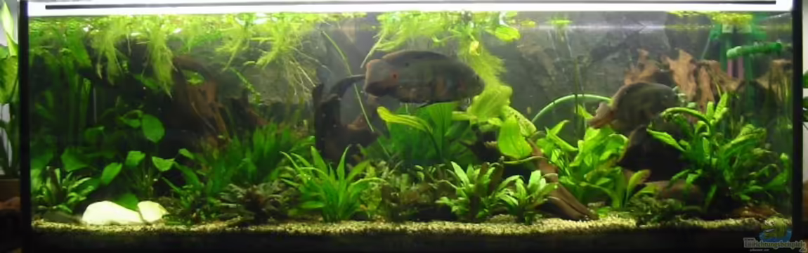 Becken 2723 von Mike Kurz