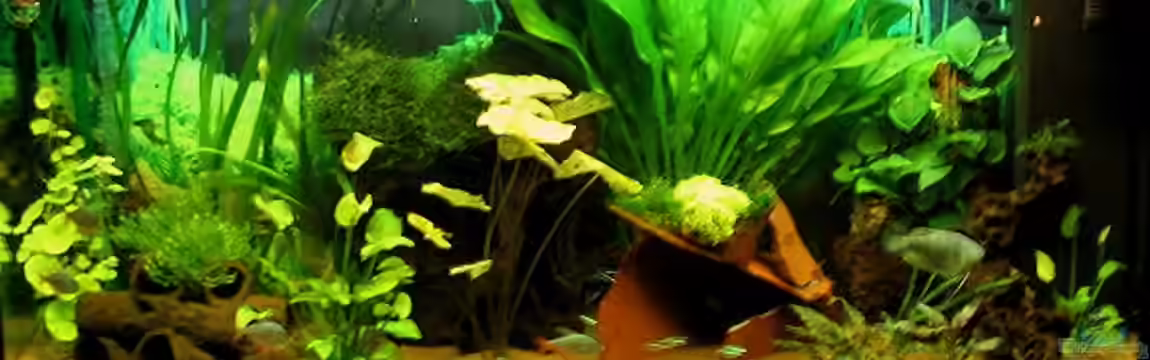 Becken 273 von Stephan Mertin