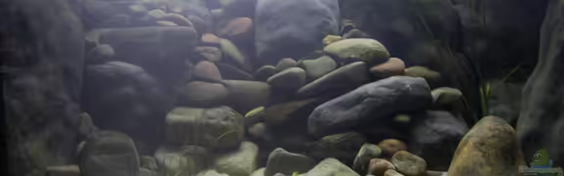 Becken 2737 von gkr123