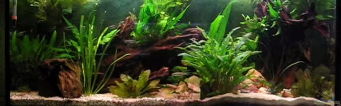 Becken 2739 von Andrea&Andreas Wielpütz