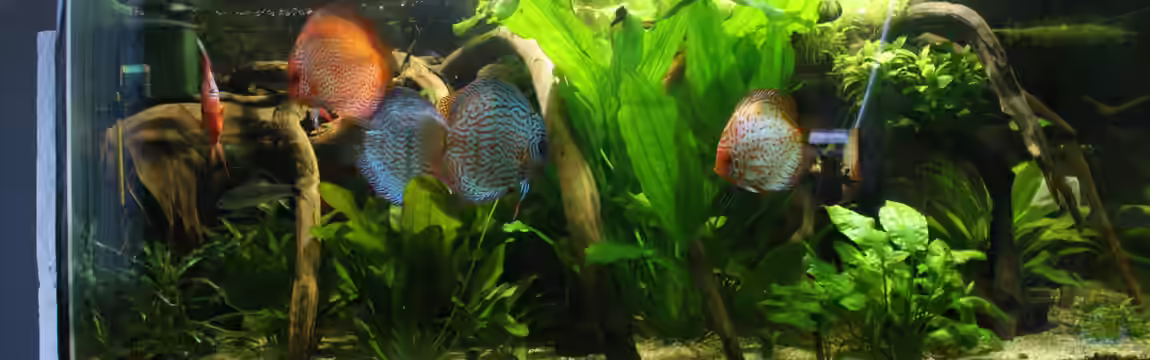 Becken 27455 (nur noch als Beispiel) von Oliver Boden