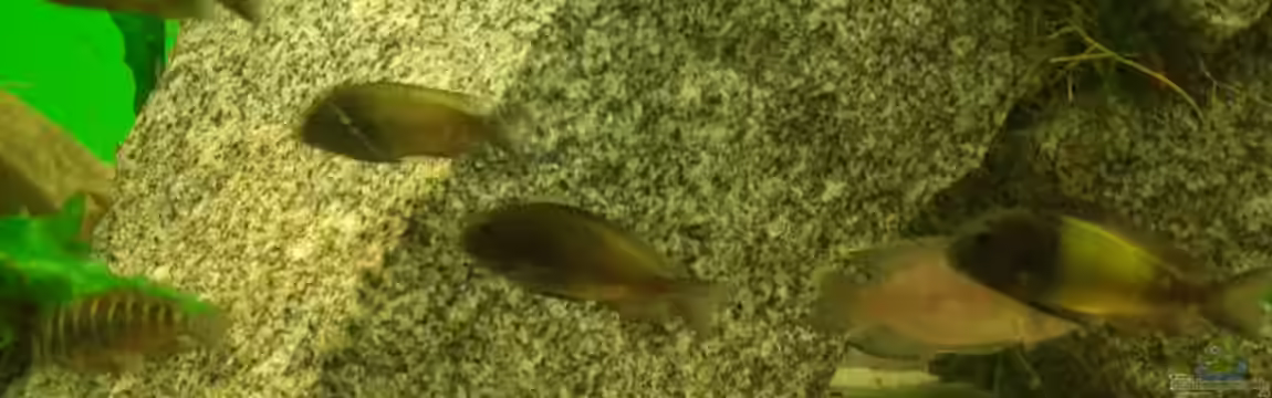 Becken 2747 von Manuel Oswald