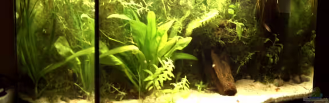 Becken 2761 von Martin Kessinger