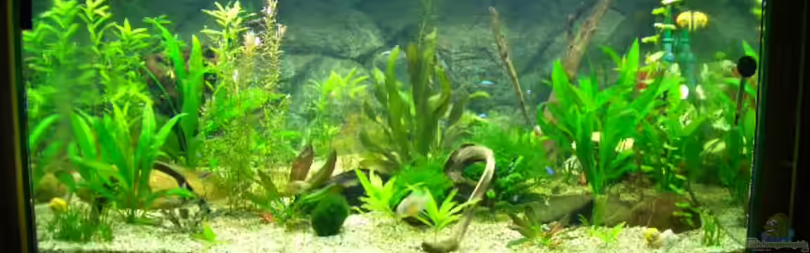 Becken 2767 von Rauti