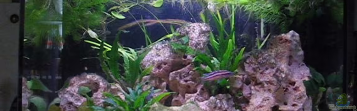 Becken 2773 von Andrea&Andreas Wielpuetz