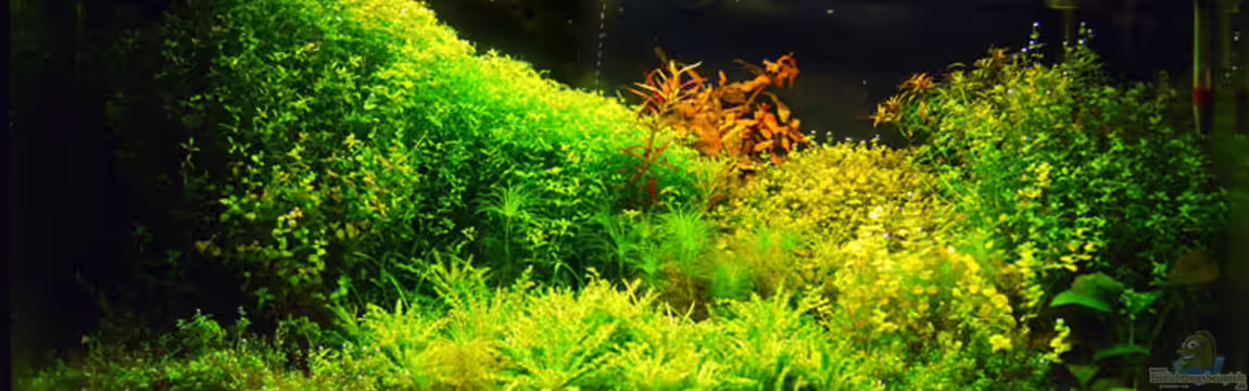 Becken 2781 von Nico Förster