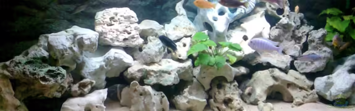 Becken 2802 von Jan Metschurin