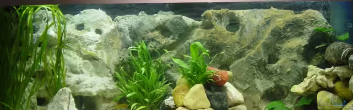 Becken 2803 von Claudio Zeitler