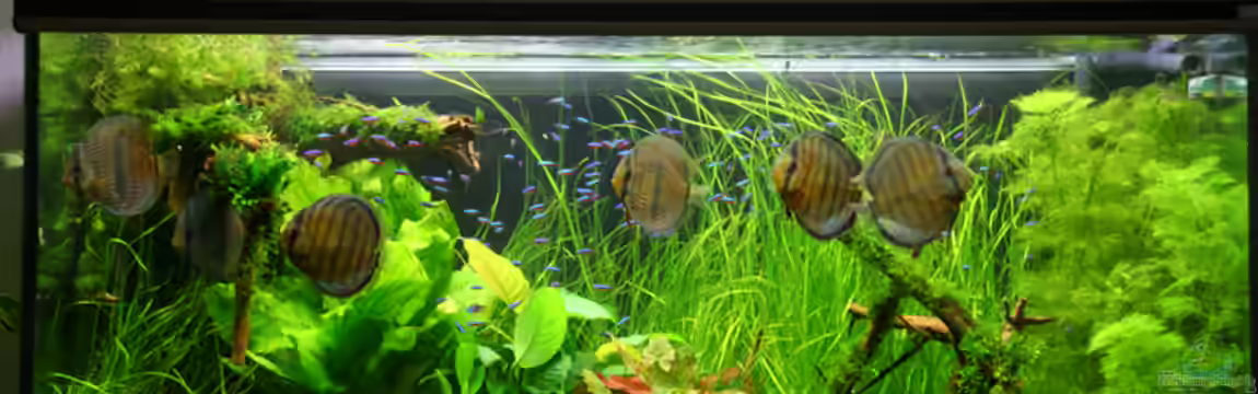 Becken 2808 von Alexander Grimmer