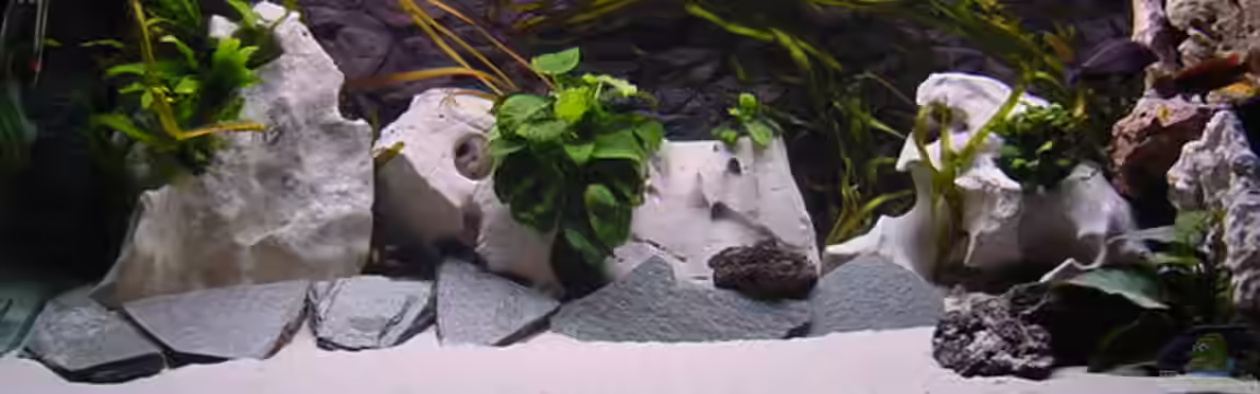 Becken 281 von Klaus Lacks