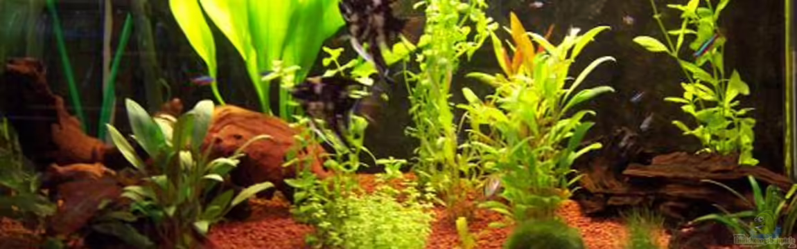 Becken 2818 von Nicole Dobler