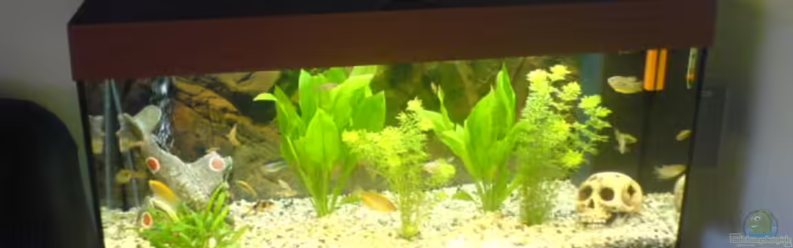 Becken 2821 von Jörg Stegink