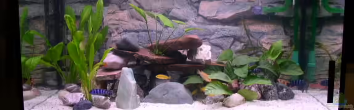 Becken 283 von Walter Auburger