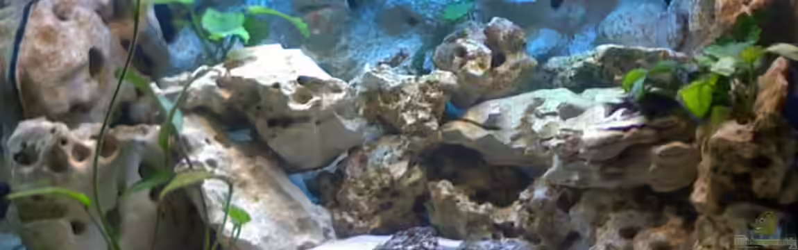 Becken 2847 von Sören Petersen