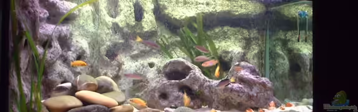 Becken 285 von Ralf Romer