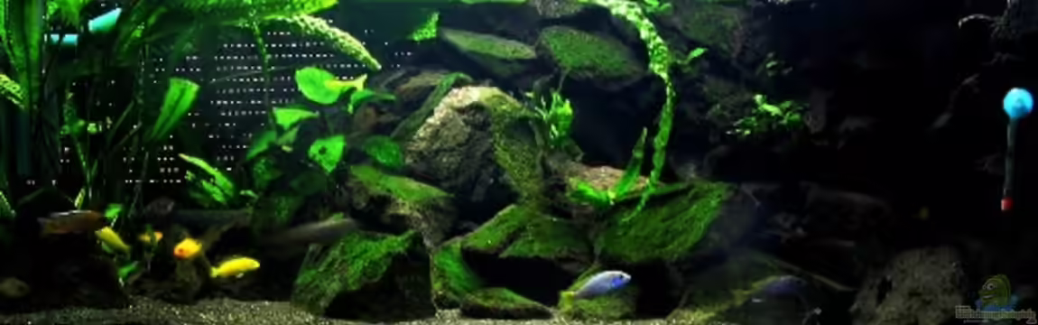 Becken 2850 von Olaf Kaul