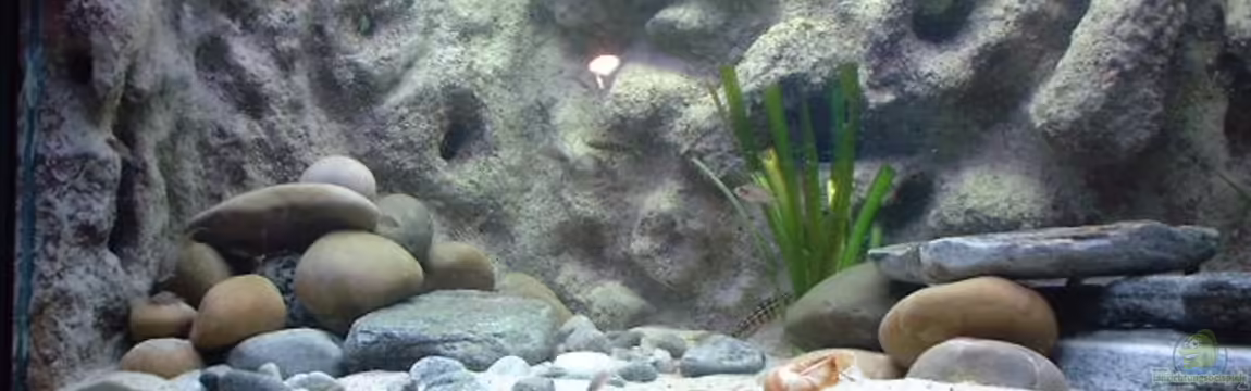 Becken 286 von Ralf Romer