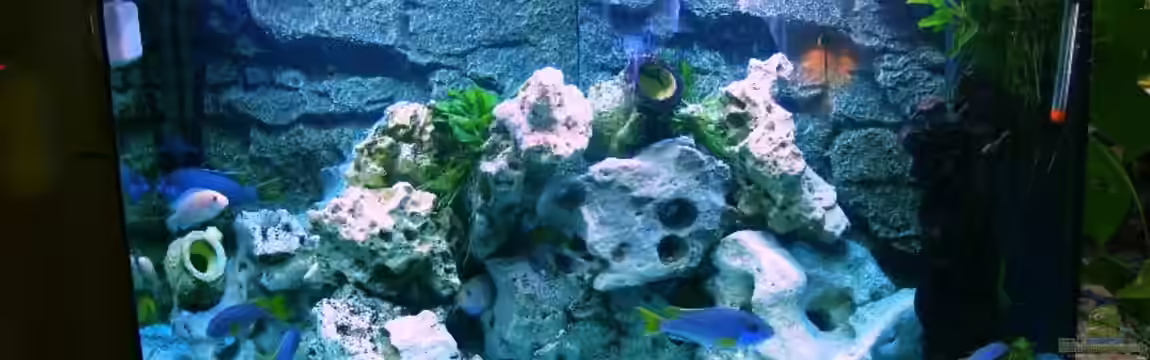 Becken 2867 von Joerg Sommer