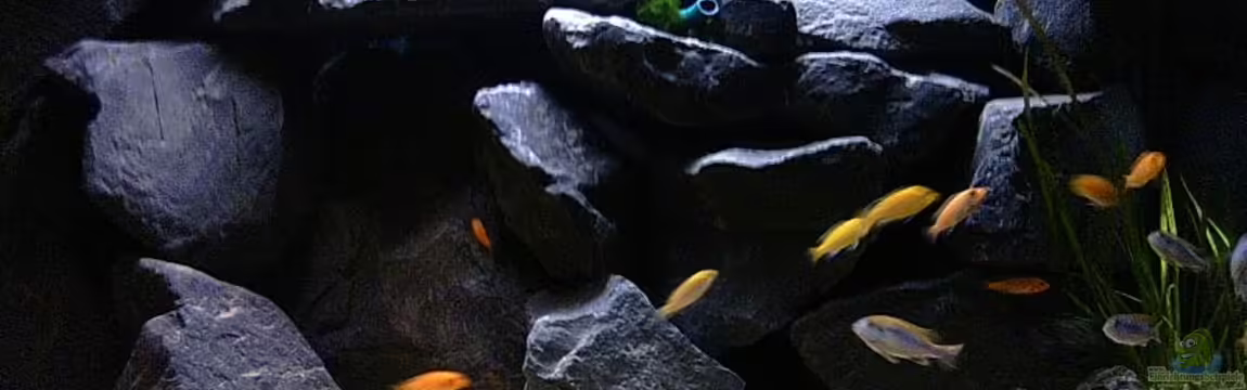 Becken 2873 von Ben Burzlaff