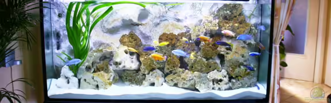 Becken 2878 von Daniel Boening