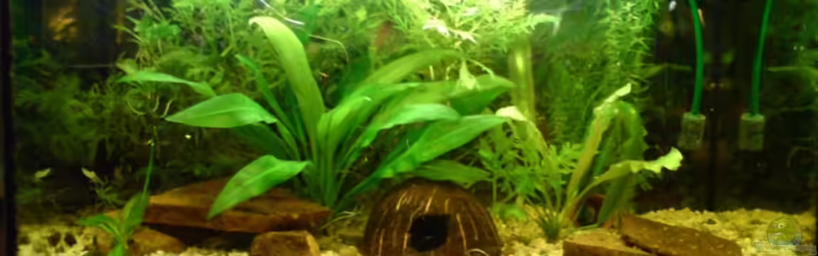 Becken 2882 von Peter Krusche