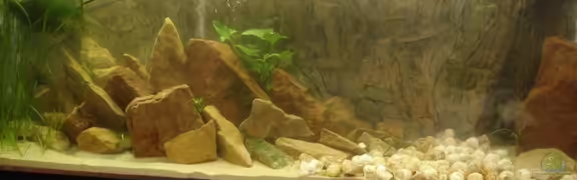 Becken 2883 von Susanne Gillig