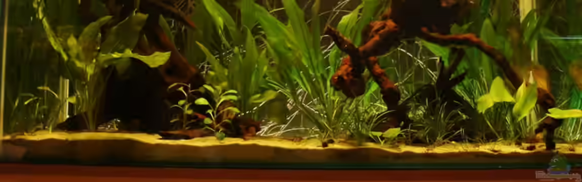 Becken 2884 von Susanne Gillig