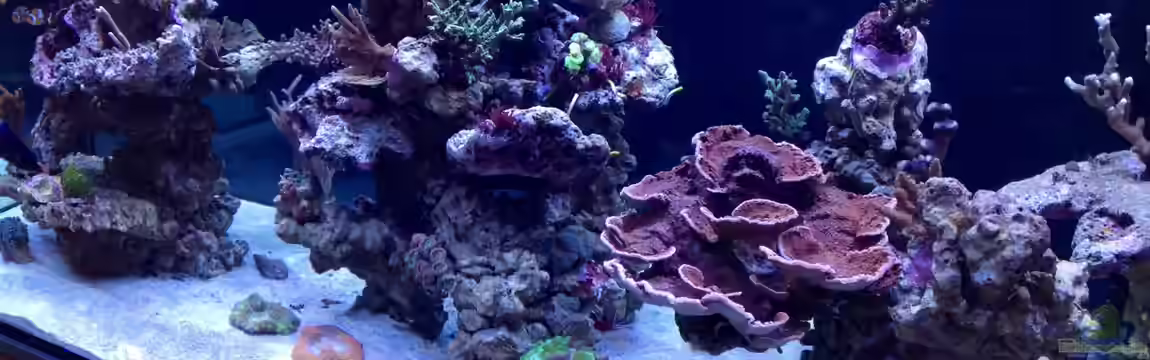 Becken 28910 von Sven Alt