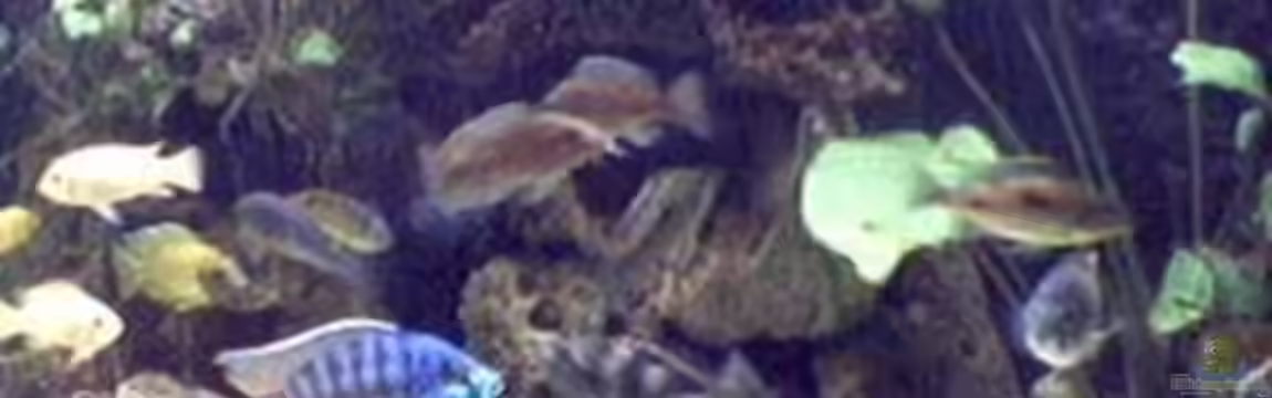 Becken 29 von Oliver Duddeck