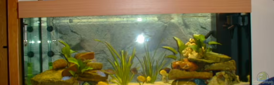 Becken 290 von Andreas Sachisthal