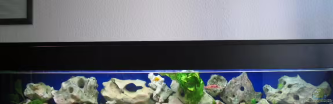 Becken 2907 von Daniel Fust