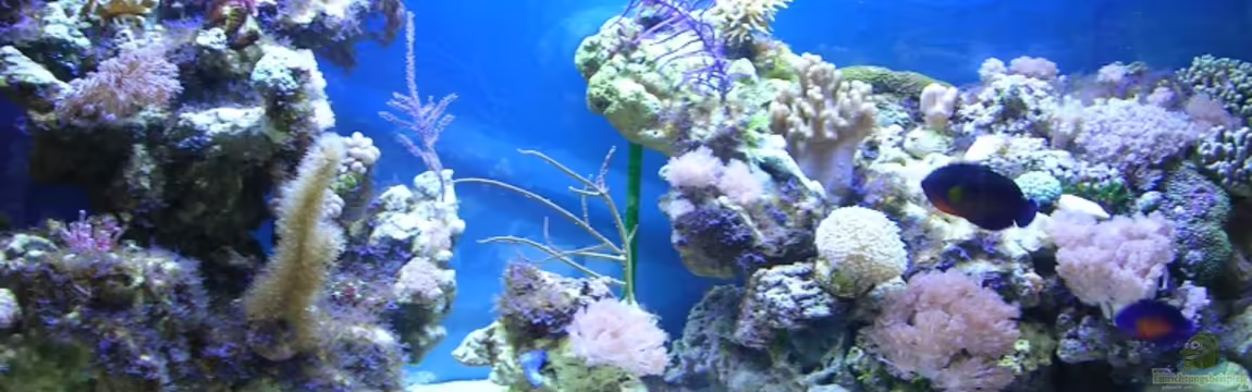 Becken 2918 von Felix Pahs