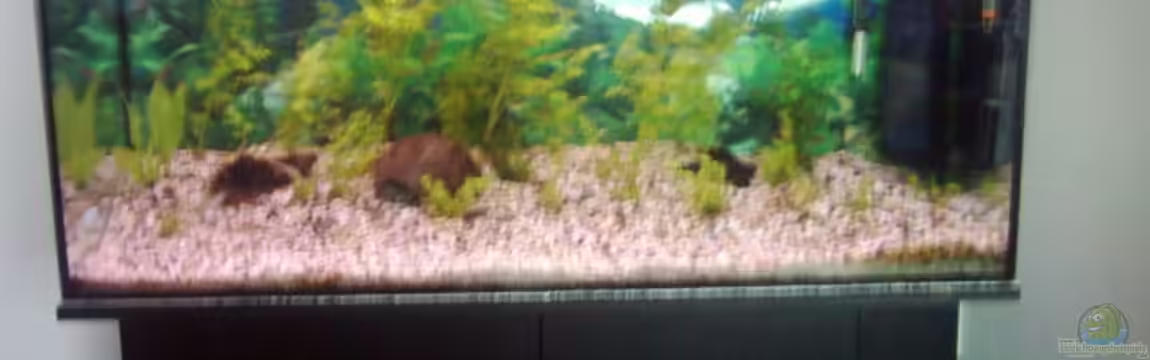 Becken 2923 von Heiko Rodegast