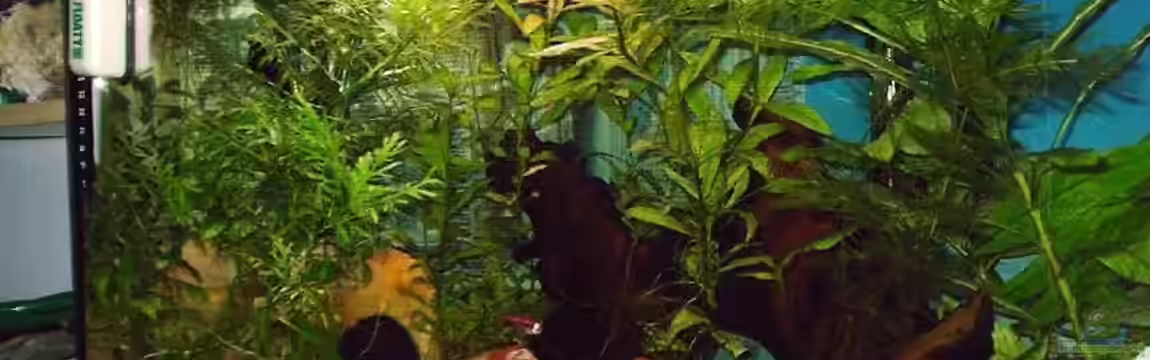 Becken 2927 von André Küter