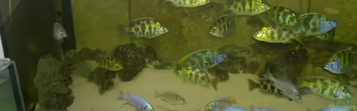 Becken 2930 von Sascha Kersting