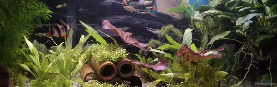 Becken 29442 von geradom