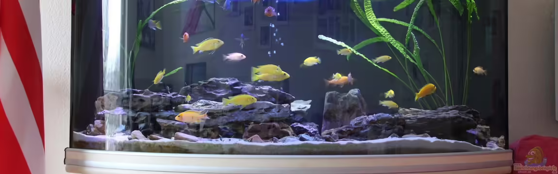 Becken 29447 von Thomas Roscher