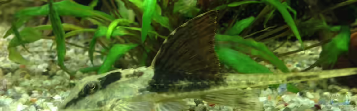 Becken 29458 von Muschelherz