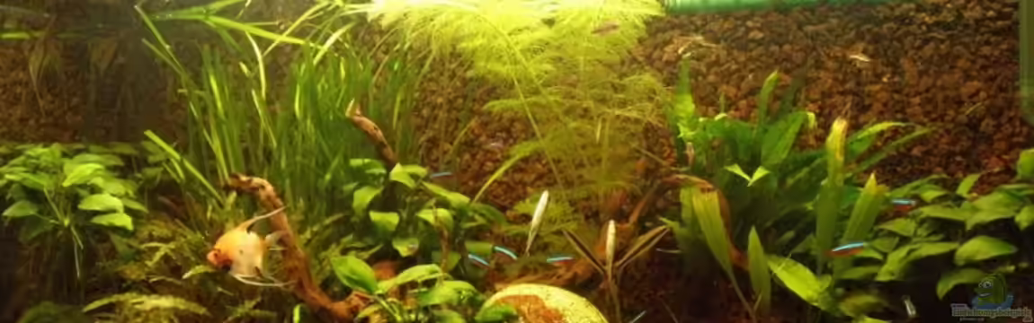 Becken 2946 von Dick van Veenen