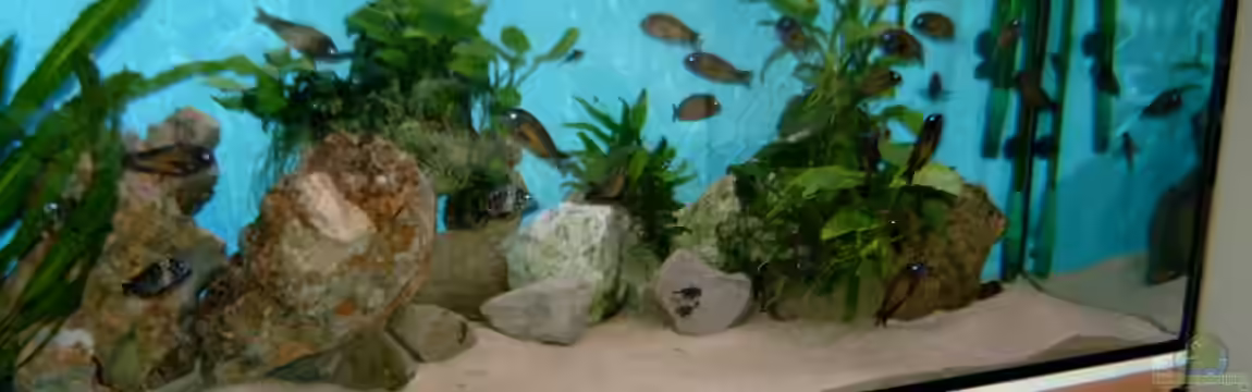 Becken 295 von Carsten Heinen