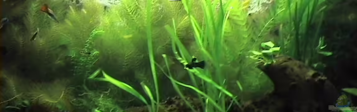 Becken 2957 von Yasemin Ünsal