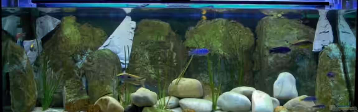 Becken 2959 von Frank Durben