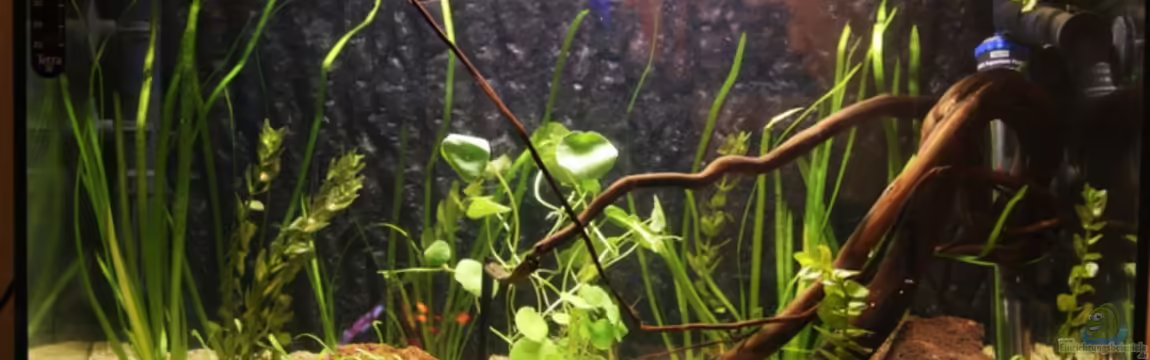 Becken 2973 von flameONE