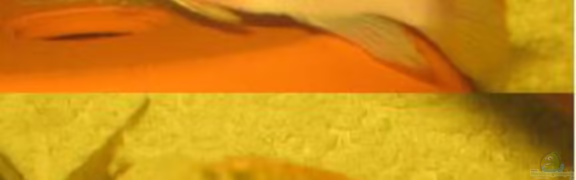 Becken 2978 von Patrick Wanningen