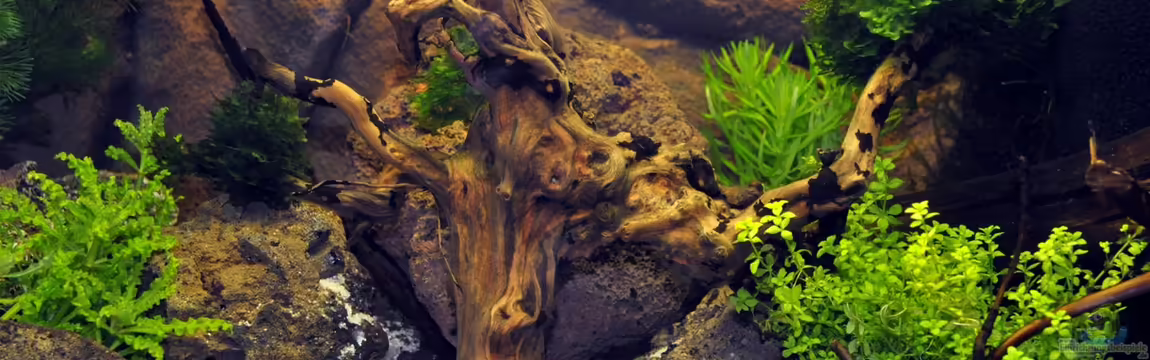 Becken 29837 von Niederrain