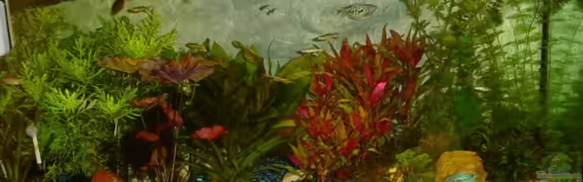 Becken 3003 von Sabine Stark