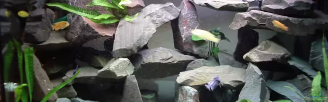 Becken 3005 von Tobias Kluge