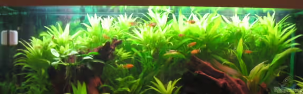 Becken 3025 von Thomas Hilsberg