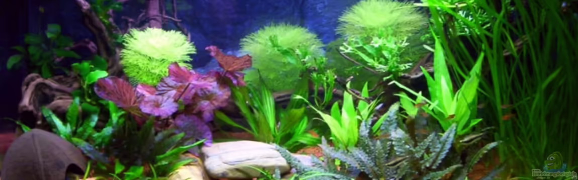 Becken 3038 von Ralf Franke