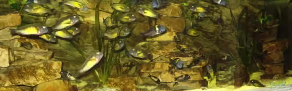 Becken 3039 von Marcus Wesche